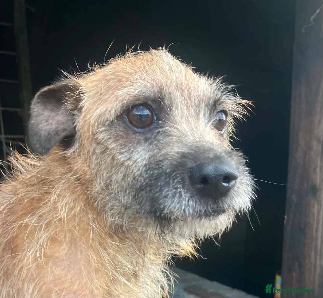 Mixed Breed dogs for sale: Jack Russel x Border Terrier Pups For sale in Welshpool - Advert 10