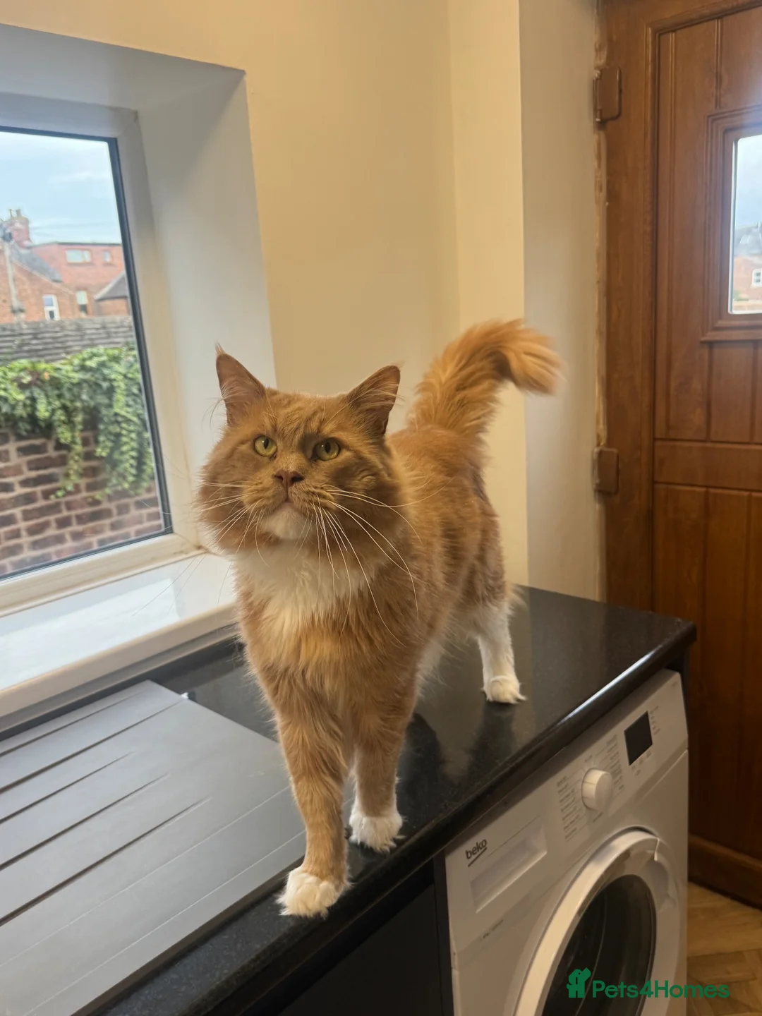 Maine Coon cats for stud: GCCF Cream&White Bicolour Stud - Advert 2
