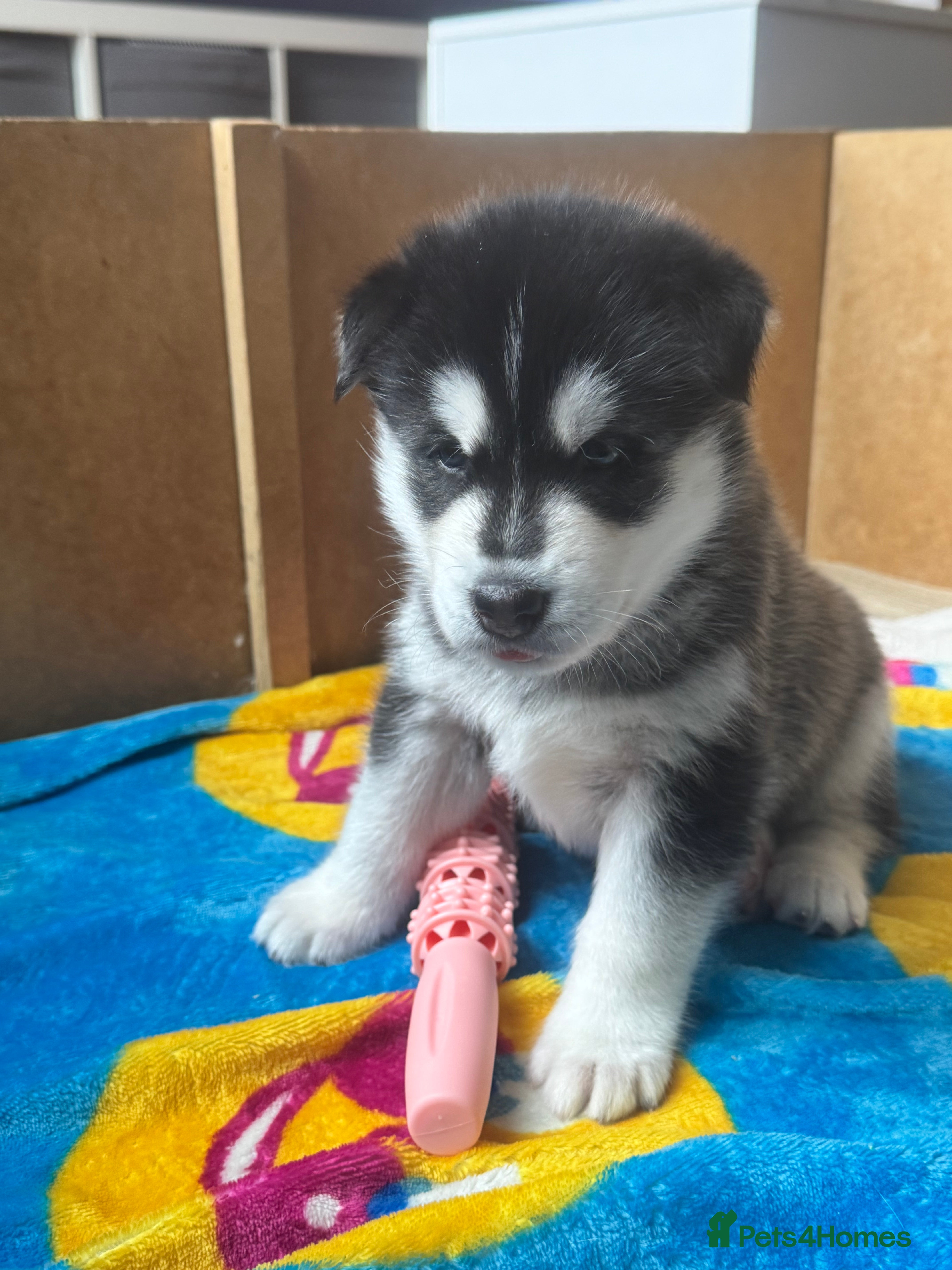 Siberian Husky dogs Beautiful Siberian Husky pups - Advert 6