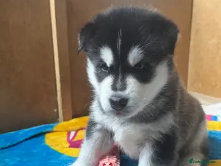 Siberian Husky dogs Beautiful Siberian Husky pups - Advert 6
