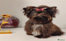Yorkshire Terrier dogs for sale: Outstanding RARE Yorkshire terrier Chocolate - Image 3