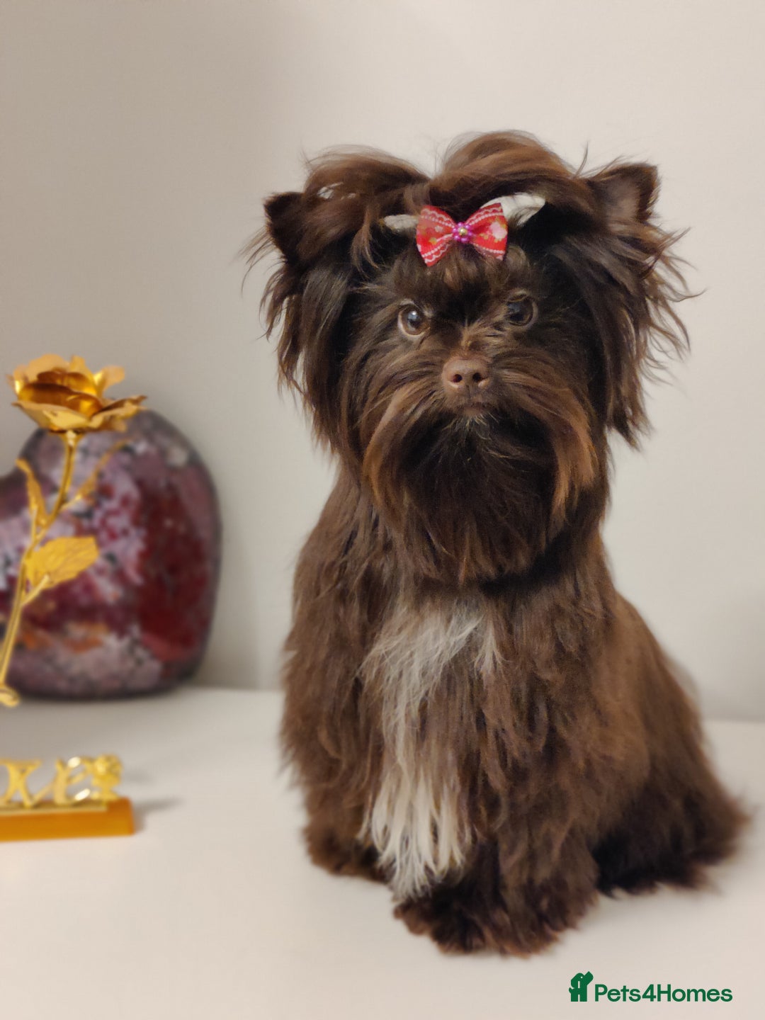 Yorkshire Terrier dogs for sale: Outstanding RARE Yorkshire terrier Chocolate - Image 3