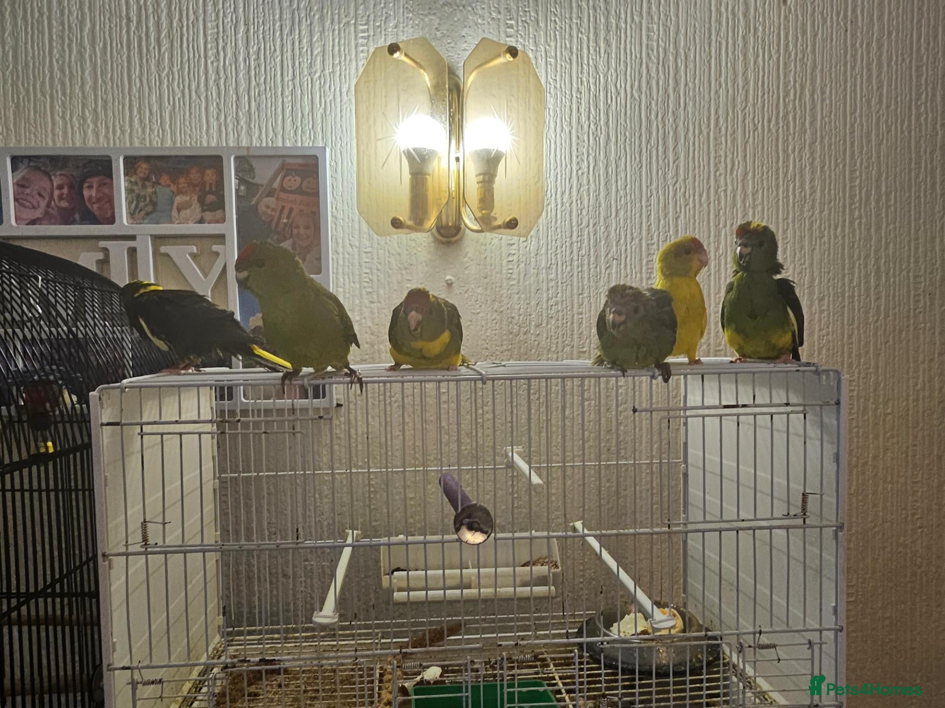 Mixed Breed birds Tame Kakariki and cockatiel chicks  - Advert 1