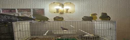 Mixed Breed birds for sale: Tame Kakariki and cockatiel chicks  - Advert 1