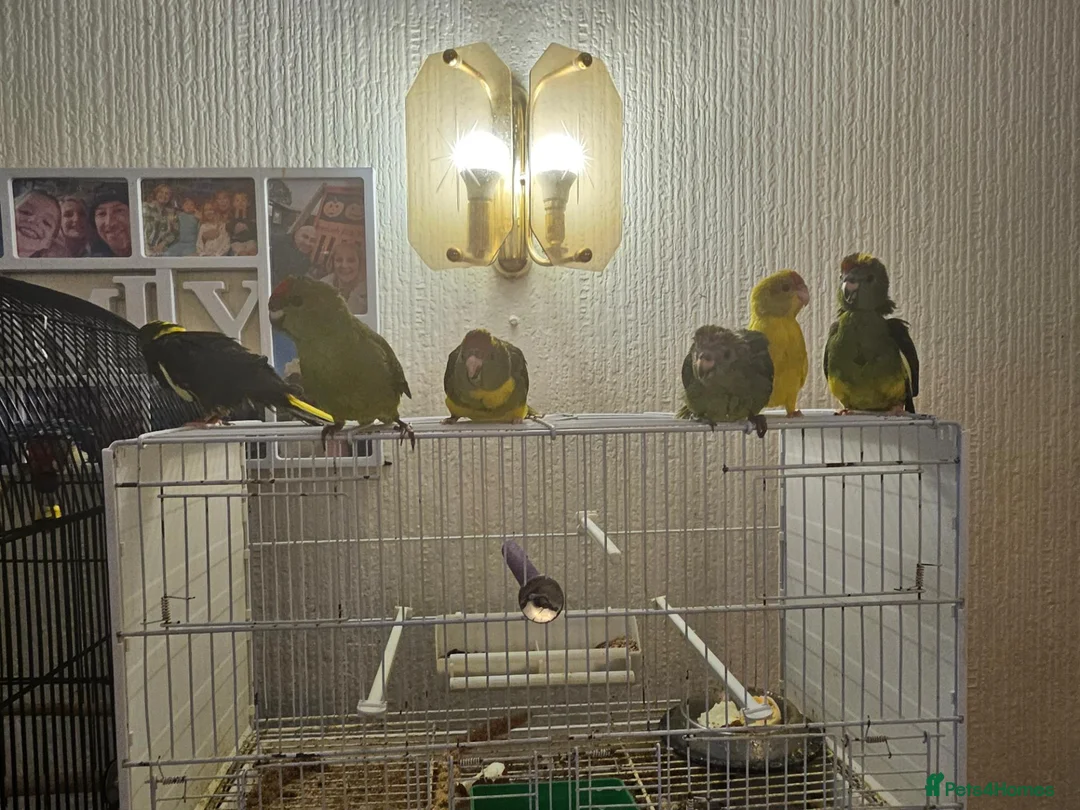 Mixed Breed birds for sale: Tame Kakariki and cockatiel chicks  - Advert 1