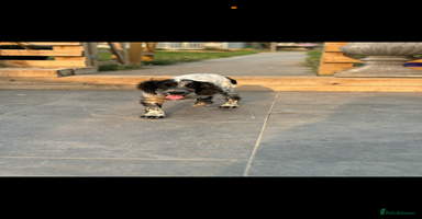 Cocker Spaniel dogs - Advert 8