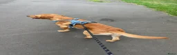 Labrador Retriever dogs for sale: Buddy,  fox red Labrador  in South Shields - Advert 2