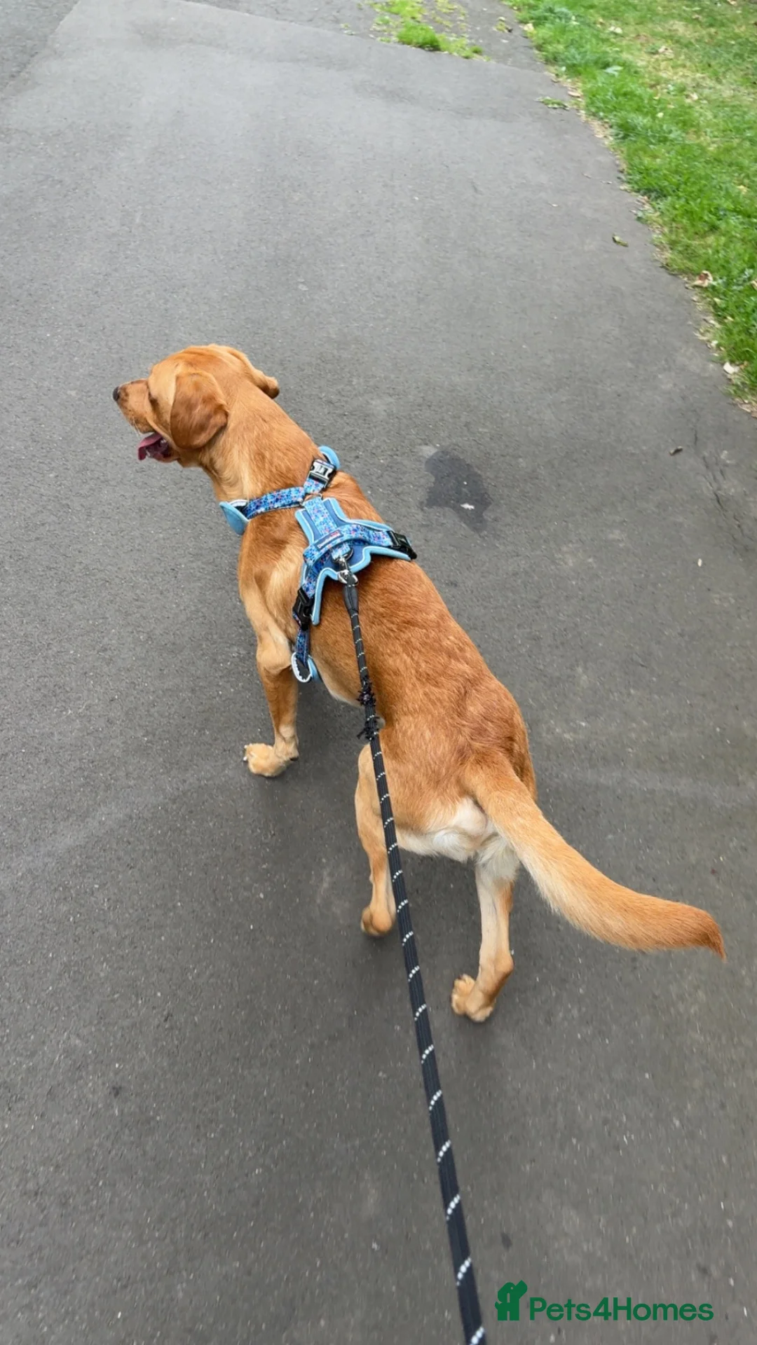 Labrador Retriever dogs for sale: Buddy,  fox red Labrador  in South Shields - Advert 2