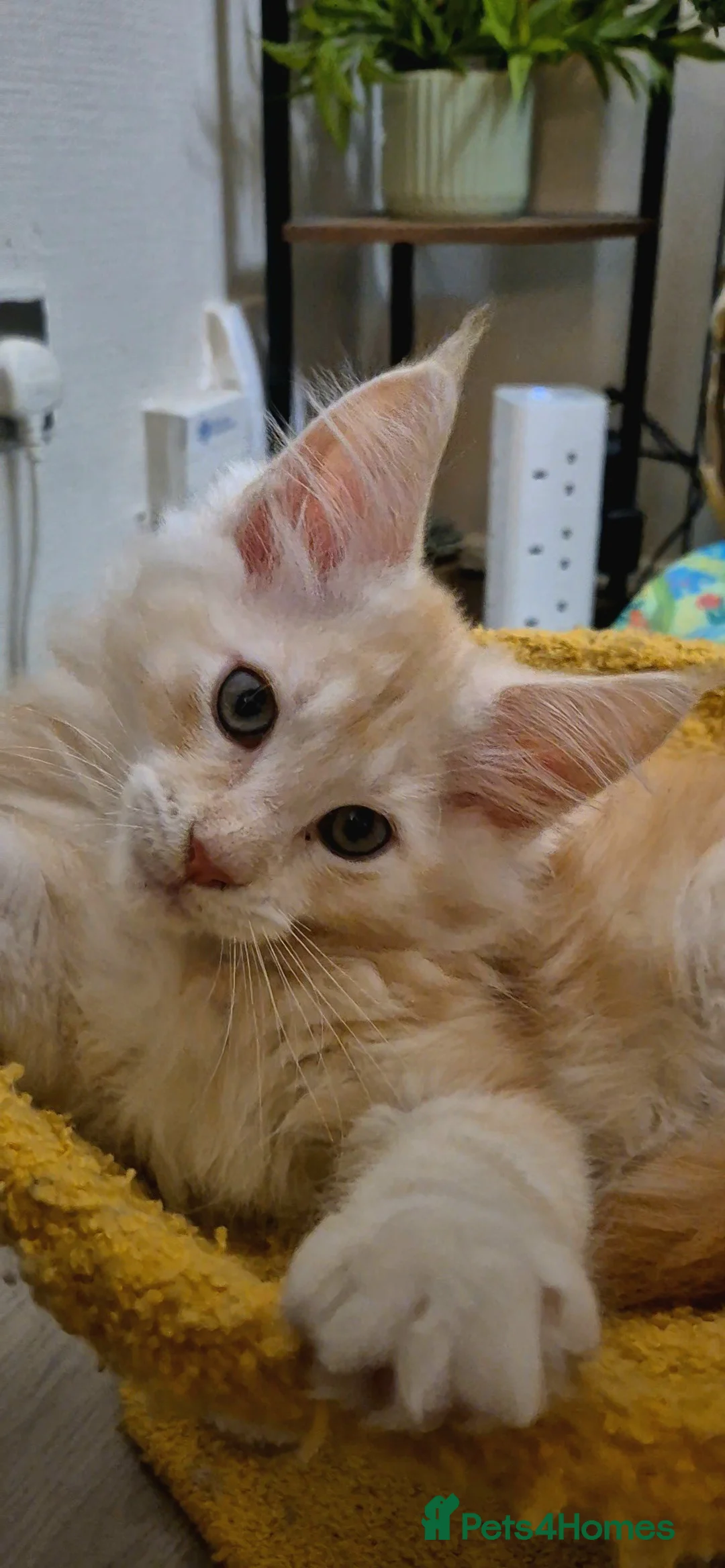 Maine Coon cats for sale: Beautiful Maine Coon boys . - Advert 13