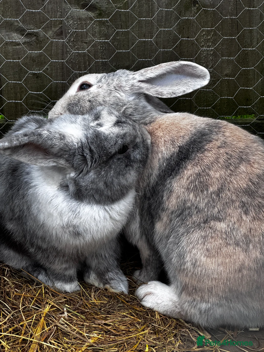 Mixed Breed rabbits for sale: Mixed Breed Bunnies in Street - Advert 13