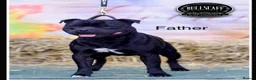 Staffordshire Bull Terrier dogs for sale: Bullscaff PIRO, pharon&bill puppies - Advert 10