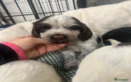 Cocker Spaniel dogs for sale: Beautiful KC Roan Working Type Cocker Puppies - Image 6