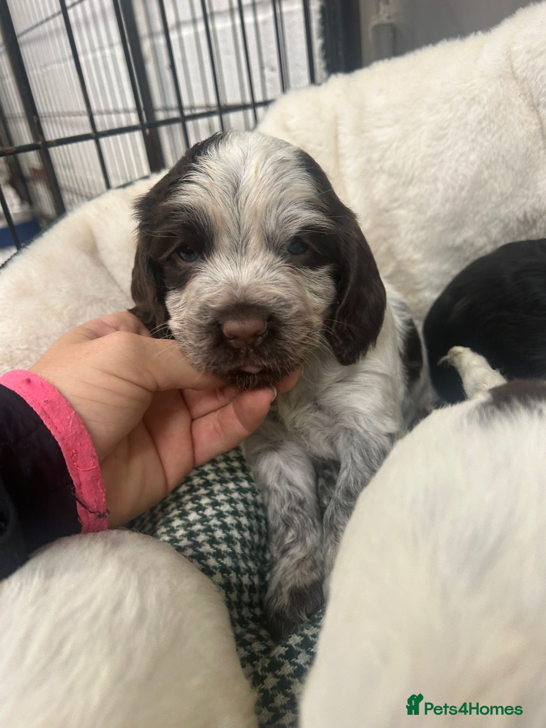 Cocker Spaniel dogs for sale: Beautiful KC Roan Working Type Cocker Puppies - Image 6