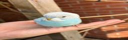 Budgerigars birds for sale: Baby budgies for sale Wigan  - Advert 8