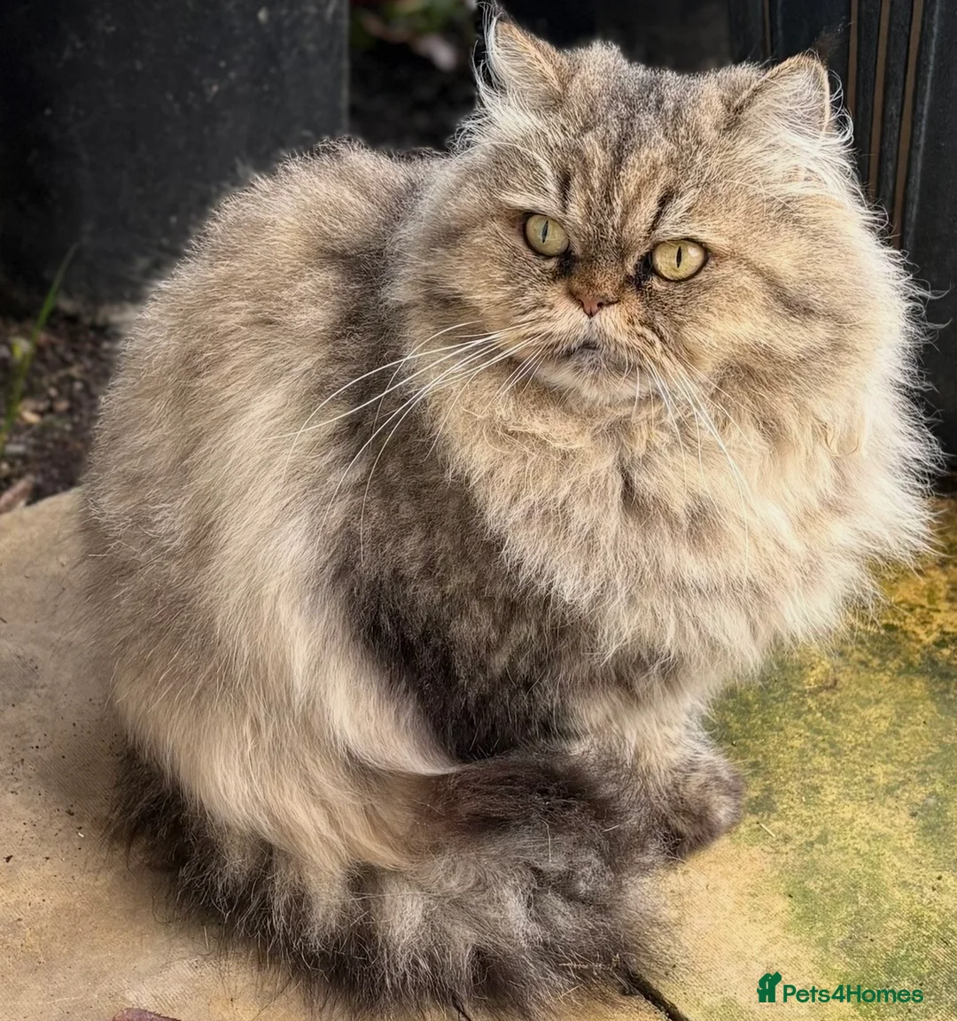 Mixed Breed cats for sale: Persian and British shorthair mix - Advert 5