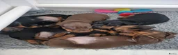Miniature Dachshund dogs for sale: For Sale Beautiful KC reg Miniature Dachshunds in Leek - Advert 7