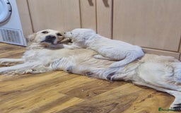Golden Retriever dogs for sale: Golden Retriever puppies for sale  in Stevenage - Image 1