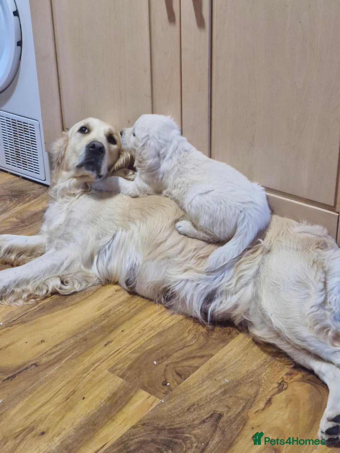 Golden Retriever dogs for sale: Golden Retriever puppies for sale  in Stevenage - Image 1