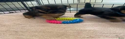Mixed Breed dogs for sale: Beautiful Patterjack x Yorkshire terrier pups  - Advert 4