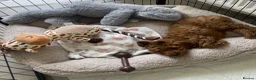 Cavapoo dogs for sale: ** REDUCED - READY NOW ** F1B Cavapoo Puppiess - Advert 13