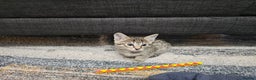 Savannah cats for sale: Gorgeous F4 Savannah Kittens - Advert 8
