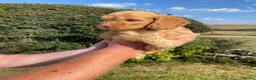Cockapoo dogs for sale: Cockapoo Puppies  - Advert 2