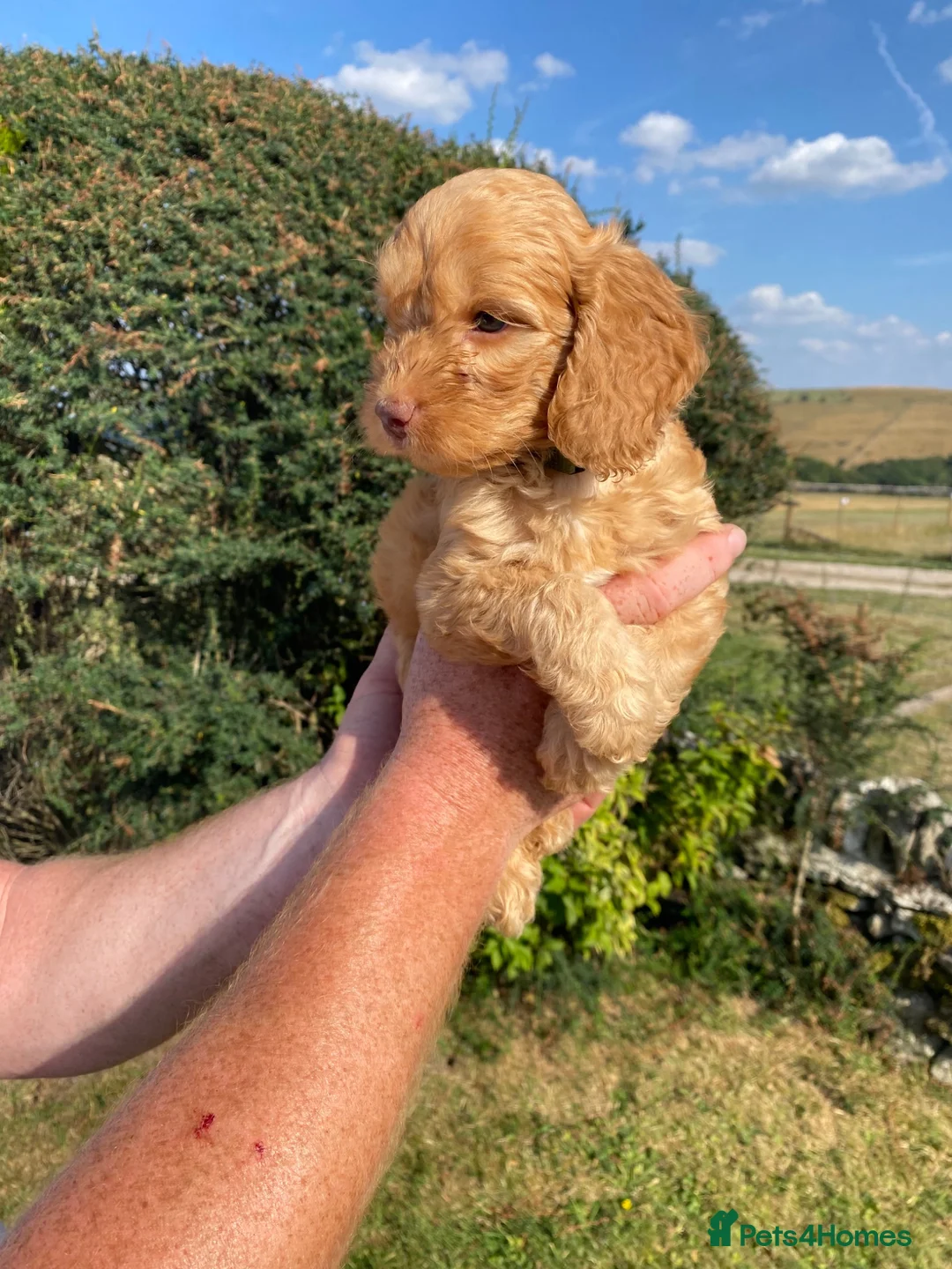 Cockapoo dogs for sale: Cockapoo Puppies  - Advert 2