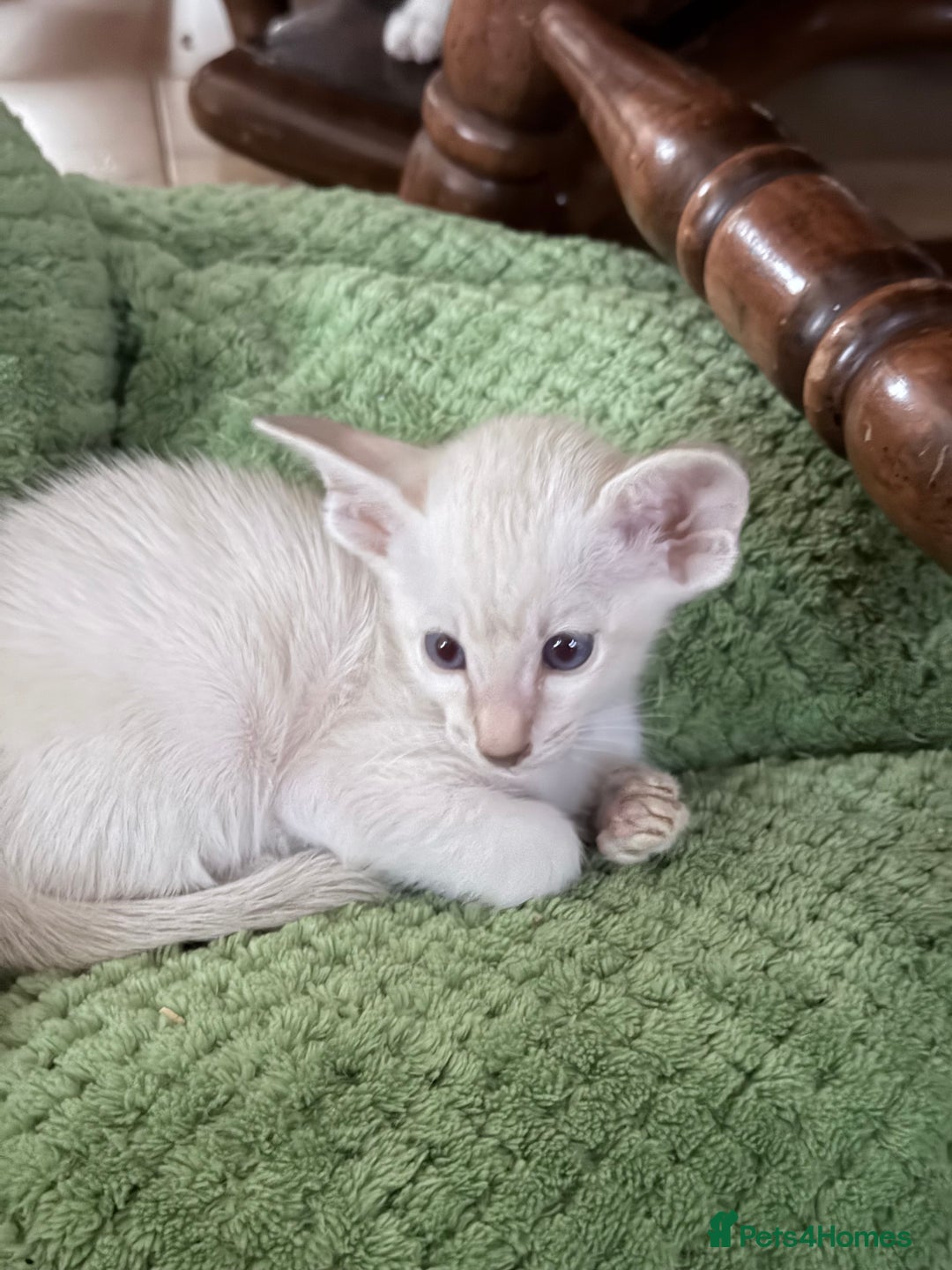 Siamese cats for sale: Cute Siamese babies - Advert 8