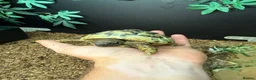 Hermann Tortoise reptiles for sale: Female Hermann Tortoise For Sale in London - Advert 3