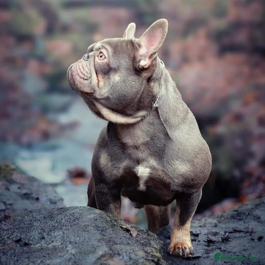 French Bulldog dogs for stud: Mayan, Rfg, bva, Silver health tested Lilac tan in Sheffield - Advert 3