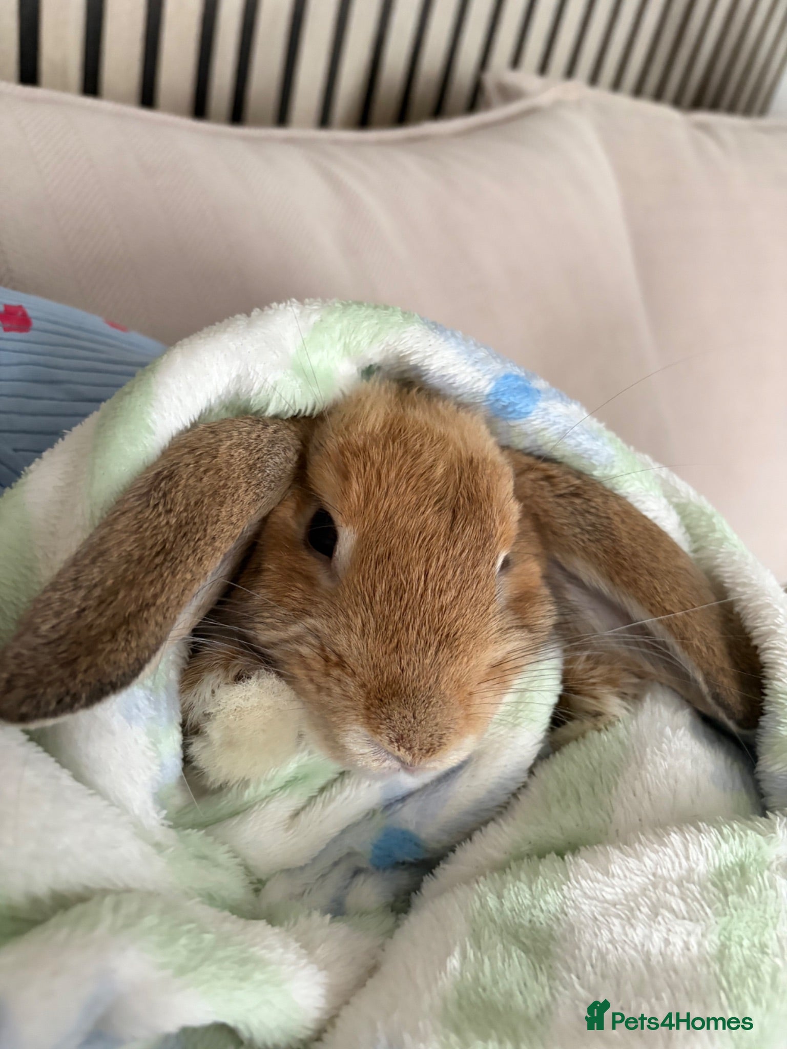 Mini Lop rabbits Mini lop female rabbit - Advert 2
