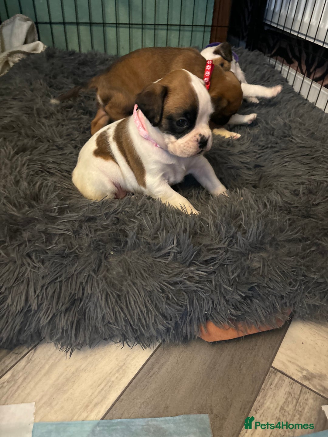 Boxer dogs for sale: Boxer puppies 5 bitches 1 boy  - Advert 17