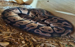 Python Snake reptiles for sale: Very friendly ball python - Image 2