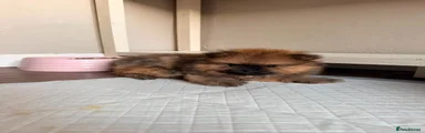 Pomeranian Puppy 1