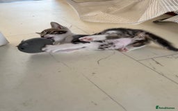 Bengal cats for sale: Bengal X Kittens - Image 26