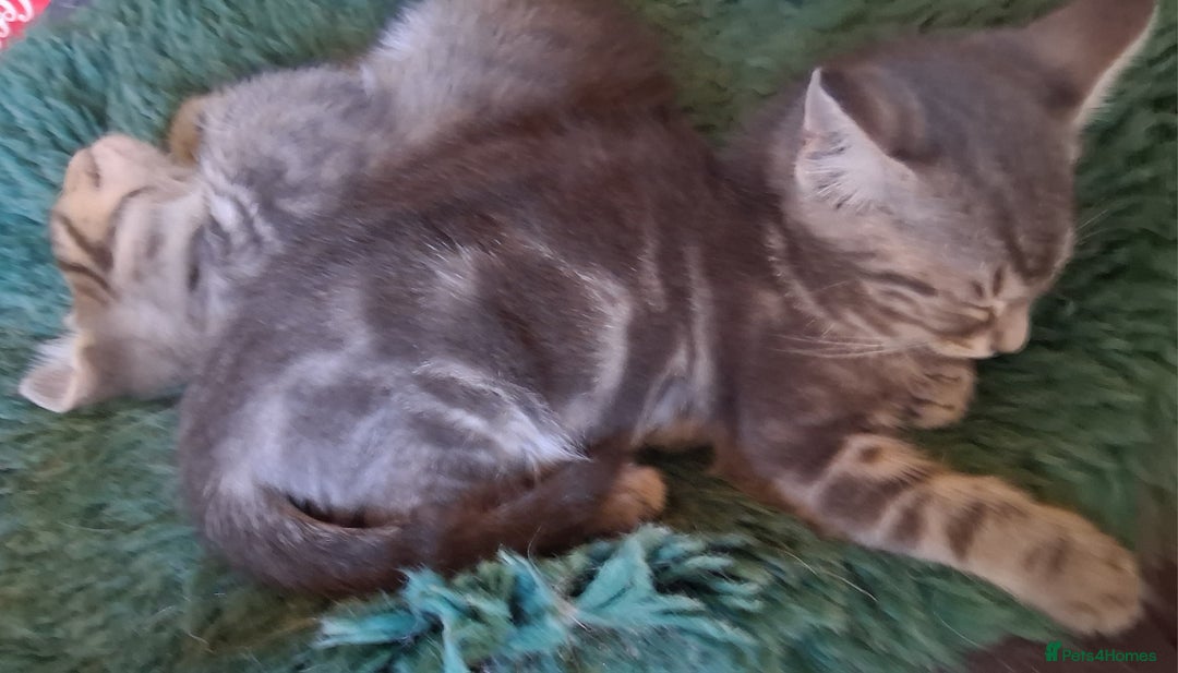Mixed Breed cats for sale: Awesome Spotty Dotty Silver  Blue Bengal x Kittens - Image 37