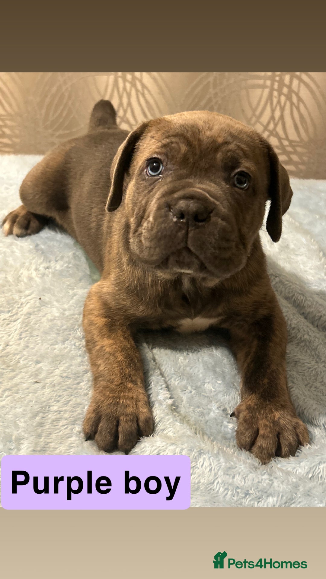 Cane Corso dogs for sale: 🐾 Stunning Cane Corso Puppies Available! 🐾 - Advert 8