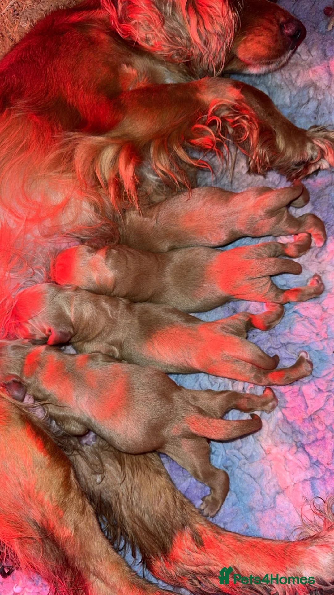 Cocker Spaniel dogs for sale: Outstanding Boys - Advert 1