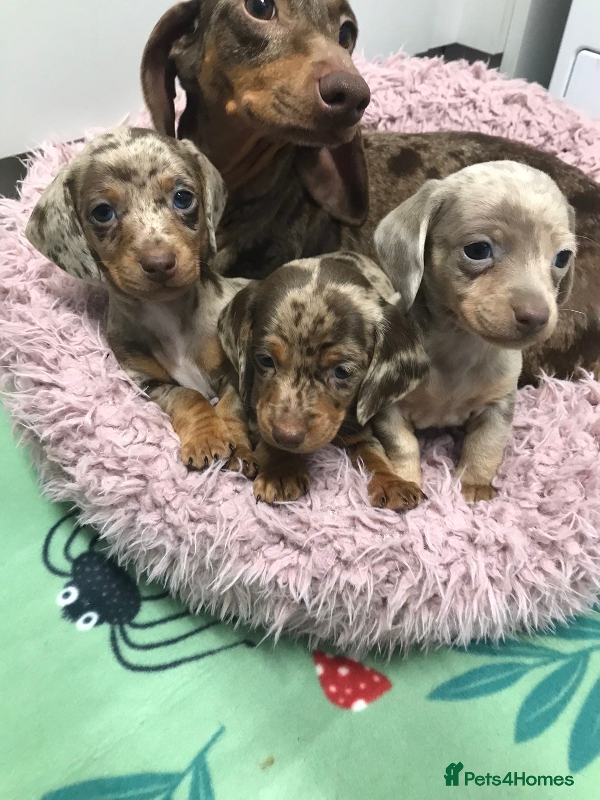 Dachshund dogs MINATURE DASHUNDS 2 boys left  - Advert 18