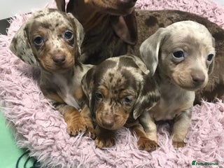 Dachshund dogs MINATURE DASHUNDS 2 boys left - Advert 17