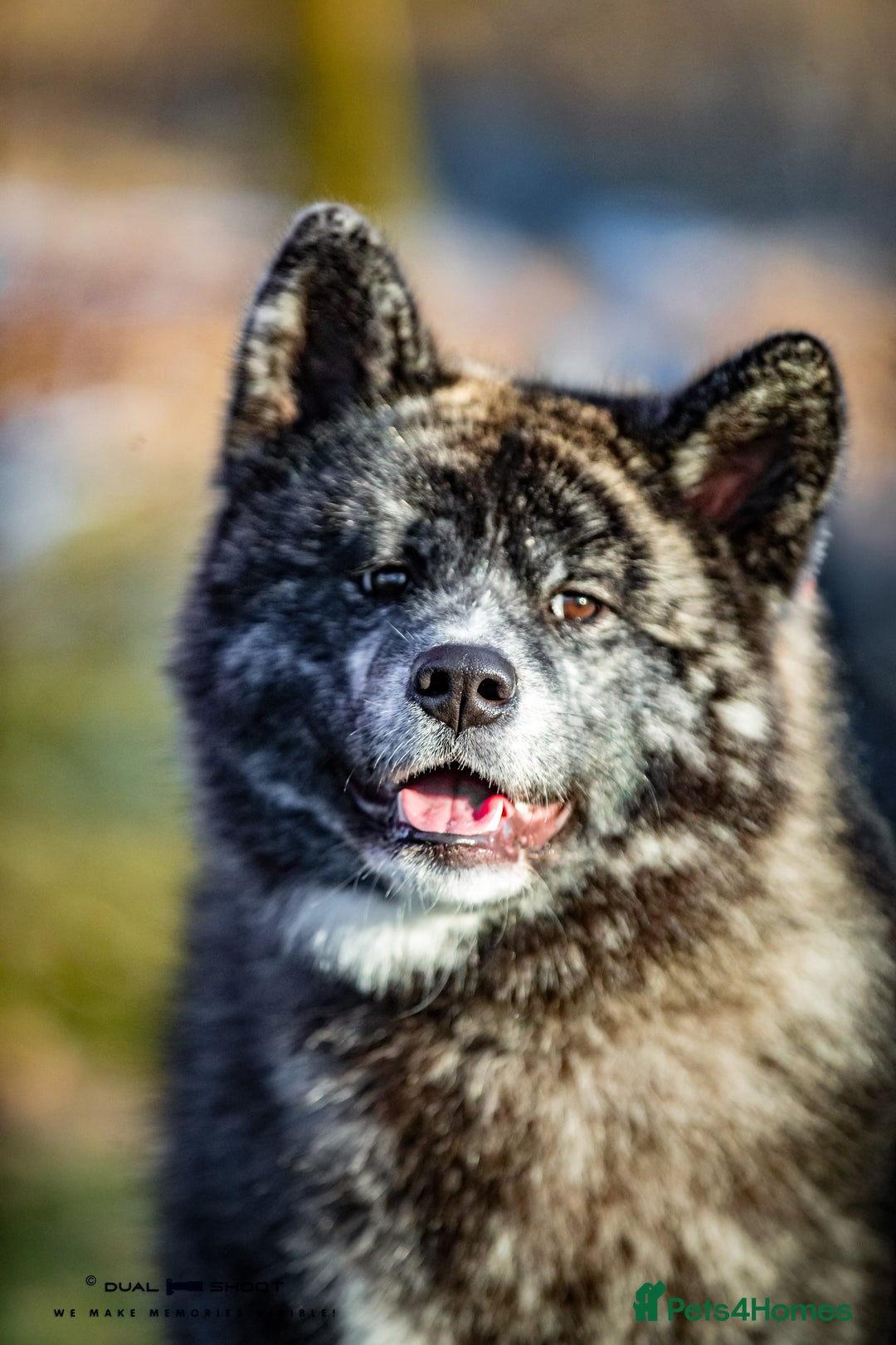 Japanese Akita Inu dogs for sale: Pure Breed Jepanese akita INU - Advert 3