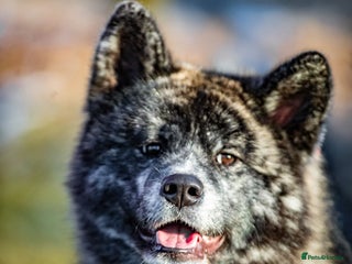 Japanese Akita Inu dogs Pure Breed Jepanese akita INU - Advert 2