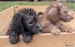 Bedlington Terrier dogs for sale: Bedlington terriers - working stock - Image 6