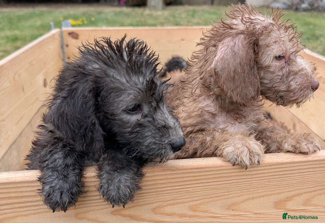 Bedlington Terrier dogs for sale: Bedlington terriers - working stock - Image 6