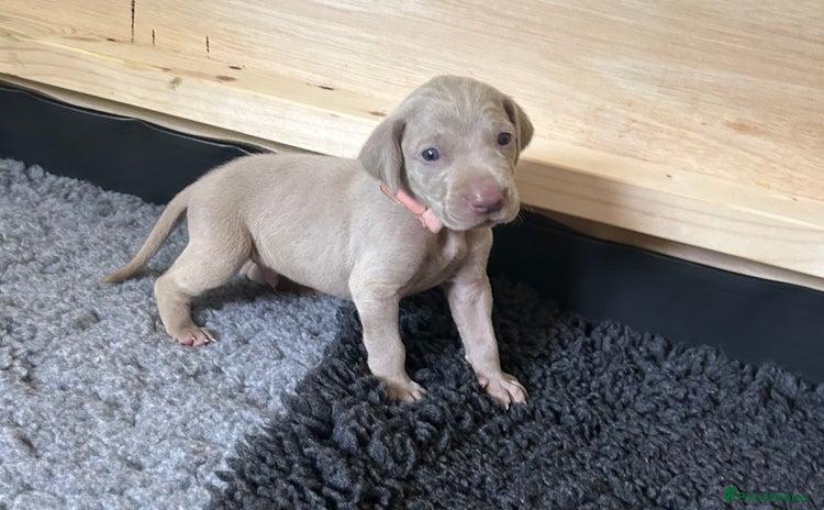 Weimaraner dogs - Advert 1