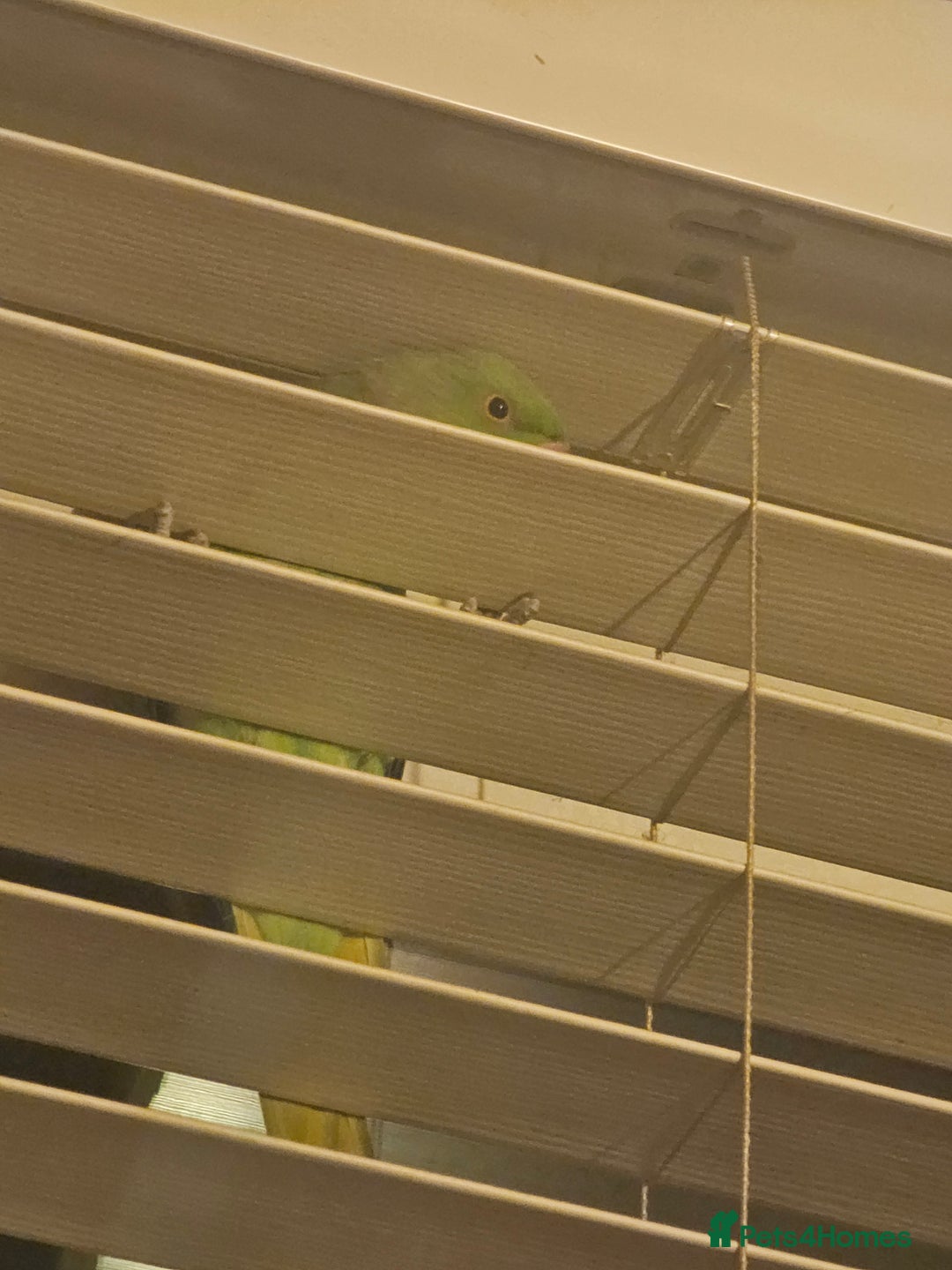 Ringnecks birds for sale: Male indian ringneck - Advert 6