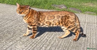 Bengal cats - Advert 15