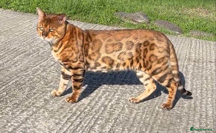 Bengal cats - Advert 9