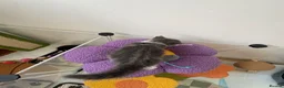 Siamese cats for sale: Mummy Sonny  - Advert 3