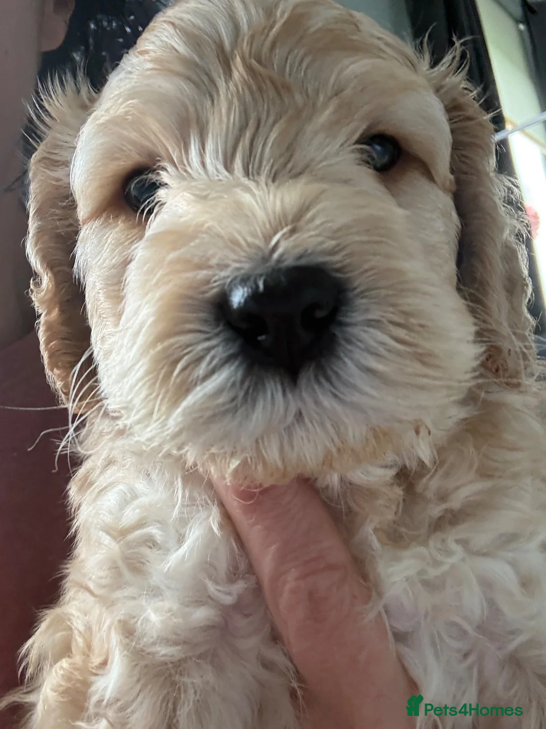 Cockapoo dogs for sale: 4 stunning boys in Turriff - Advert 2